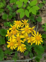 Packera schweinitziana