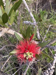 Melaleuca comboynensis