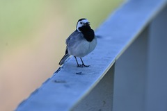 Motacilla alba