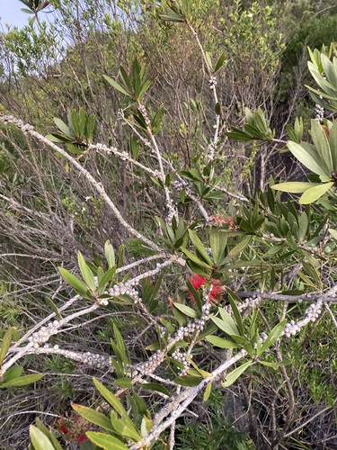 Image of Melaleuca comboynensis by (c) Thomas Mesaglio, some rights reserved (CC BY)
