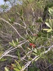 Melaleuca comboynensis