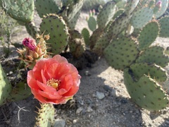Opuntia × vaseyi