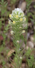 Castilleja lineariloba