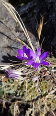 Brodiaea terrestris terrestris