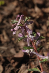 Corydalis integra
