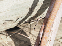 Gasteruption longicolle