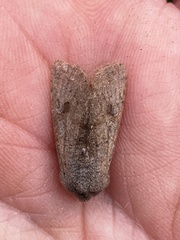 Orthosia incerta