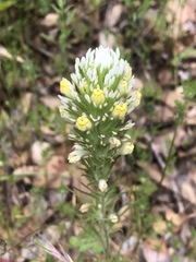 Castilleja lineariloba
