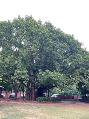 Ficus elastica
