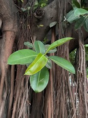 Ficus elastica