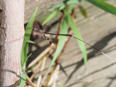 Gasteruption longicolle