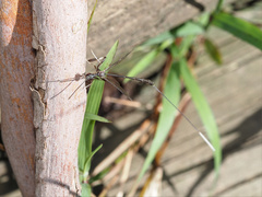 Gasteruption longicolle