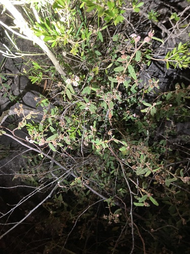 Image of Commersonia Breviseta (Commersonia breviseta) by (c) Thomas Mesaglio, some rights reserved (CC BY)