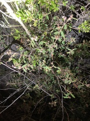 Commersonia breviseta