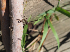 Gasteruption longicolle