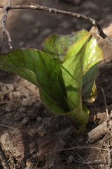 Cardiocrinum cordatum
