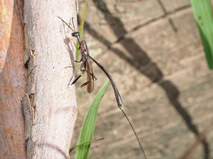 Gasteruption longicolle