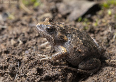 Uperoleia laevigata