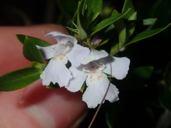 Westringia amabilis