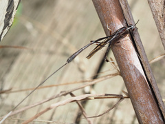 Gasteruption longicolle