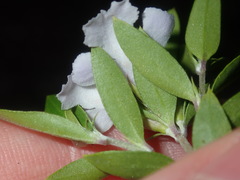Westringia amabilis