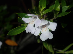 Westringia amabilis