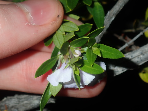 Image of Westringia amabilis by (c) Thomas Mesaglio, some rights reserved (CC BY)