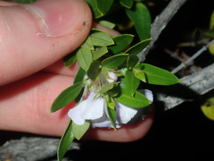 Westringia amabilis