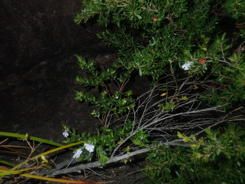 Image of Westringia amabilis by (c) Thomas Mesaglio, some rights reserved (CC BY)