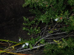 Westringia amabilis