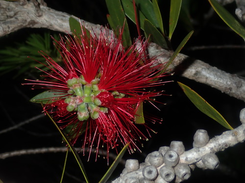 Image of Melaleuca comboynensis by (c) Thomas Mesaglio, some rights reserved (CC BY)