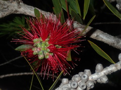 Melaleuca comboynensis
