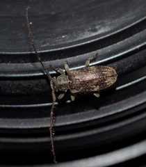 Exocentrus adspersus