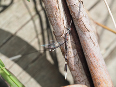 Gasteruption longicolle