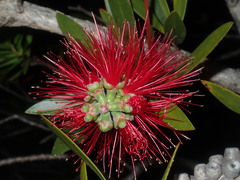 Melaleuca comboynensis