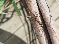 Gasteruption longicolle