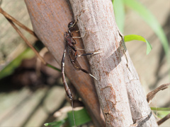 Gasteruption longicolle