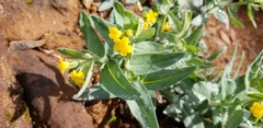 Lithospermum californicum