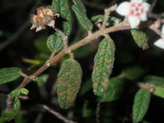 Commersonia breviseta