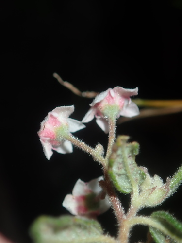 Image of Commersonia Breviseta (Commersonia breviseta) by (c) Thomas Mesaglio, some rights reserved (CC BY)