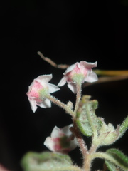 Commersonia breviseta