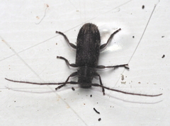 Exocentrus adspersus