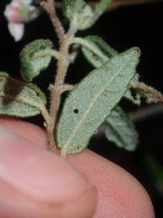 Commersonia breviseta