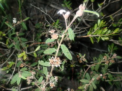 Commersonia breviseta