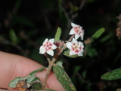 Commersonia breviseta