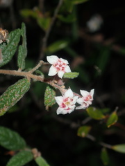 Commersonia breviseta