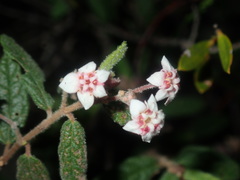 Commersonia breviseta