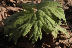 Petasites tatewakianus