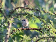 Tchagra australis