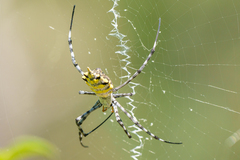 Argiope australis